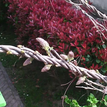 Bed & Breakfast Morosini Polesella